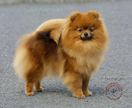 Pomeranian 9R042D-22.JPG